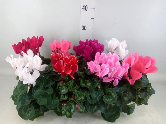 <h4>Cyclamen MD 'Macro'</h4>
