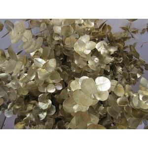 Euc Cinerea Goud
