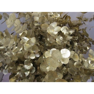 Euc Cinerea Goud