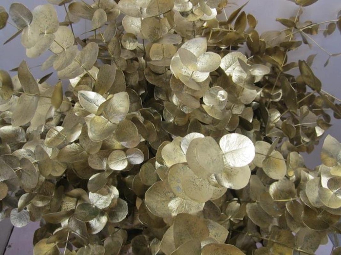 <h4>Euc Cinerea Goud</h4>