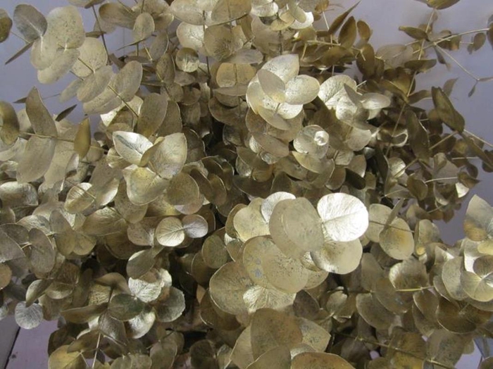 <h4>Euc Cinerea Goud</h4>