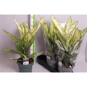 Dieffenbachia Vesuvius