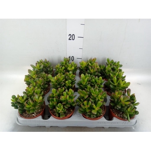 Crassula ovata 'Gandalf'