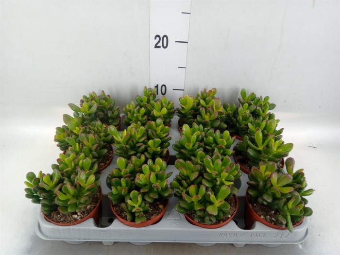 <h4>Crassula ovata 'Gandalf'</h4>