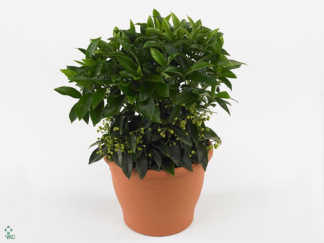 Ardisia crenata 'Bos Premium'