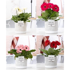 Gerbera belicht 2+ in jade 4 luxe keramiek beton
