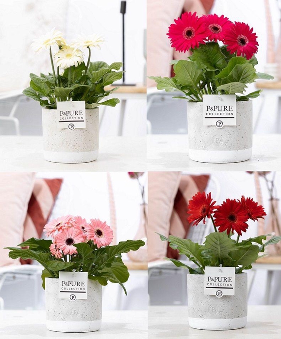 <h4>Gerbera belicht 2+ in jade 4 luxe keramiek beton</h4>