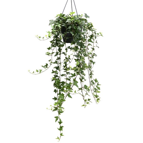 <h4>Shamrock 19cm</h4>