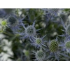 ERYNGIUM 080 CM