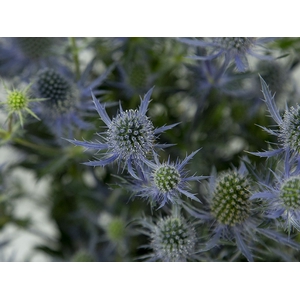 ERYNGIUM 080 CM