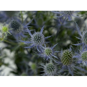 ERYNGIUM 050 CM