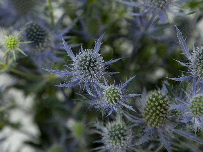 ERYNGIUM 060 CM