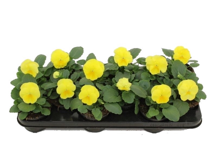 <h4>Viola F1 Pure Lemon</h4>