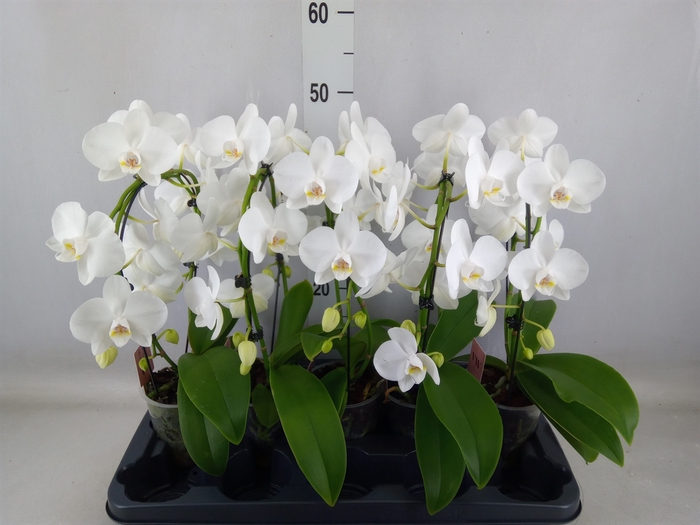 <h4>Phalaenopsis   ...white</h4>