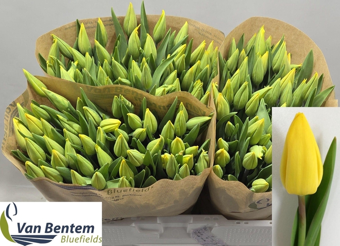 <h4>TU EN STRONG GOLD</h4>