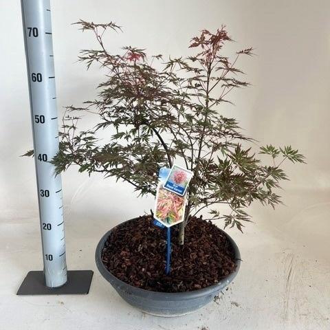 <h4>ACER PALMATUM</h4>