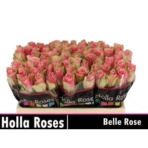 Rosa gr Belle Rose