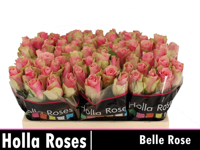 <h4>Rosa gr Belle Rose</h4>