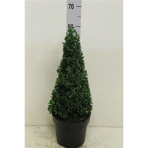 Buxus sempervirens pyramide P21 (potgekweekt)