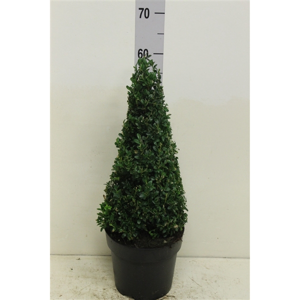 <h4>Buxus sempervirens pyramide P21 (potgekweekt)</h4>