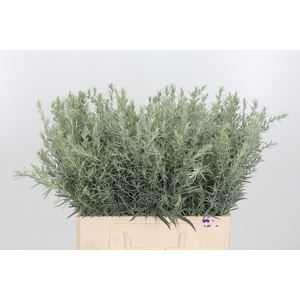 Artemisia Lud Silver Queen