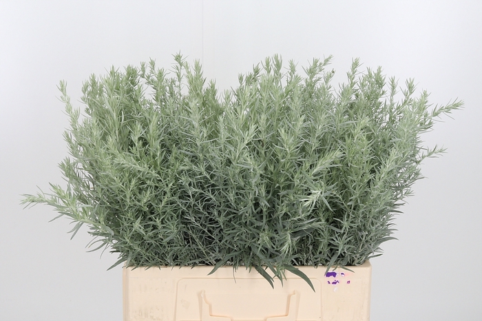<h4>Artemisia Lud Silver Queen</h4>