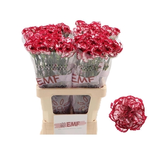 Dianthus st baccarat
