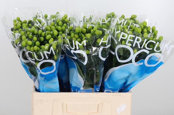 <h4>Hyp Coco Bamboo</h4>