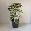 Leycesteria formosa