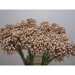 Allium Zaadbollen Zalm