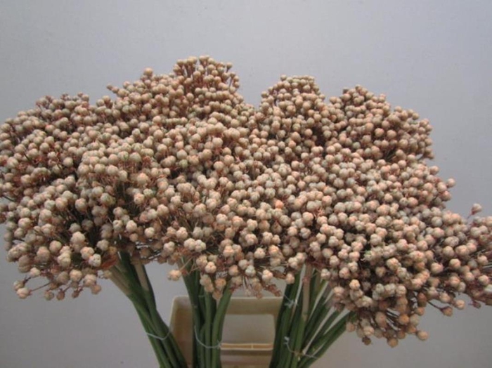 <h4>Allium Zaadbollen Zalm</h4>
