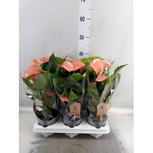 Anthurium (Andreanum Grp) Floriclon