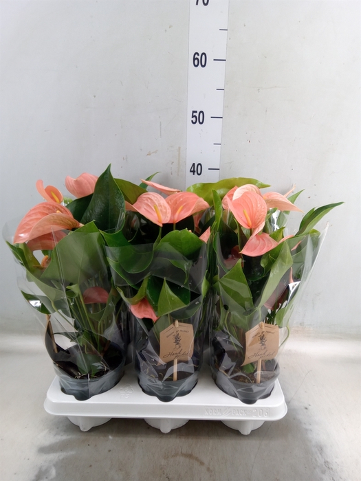 <h4>Anthurium (Andreanum Grp) Floriclon</h4>