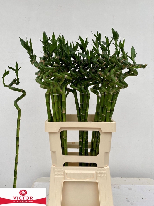 <h4>Drac S Lucky Bamboo</h4>