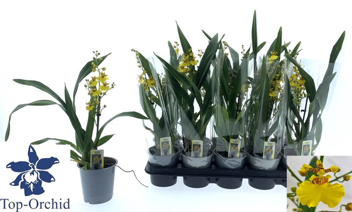 <h4>ONCIDIUM OV</h4>