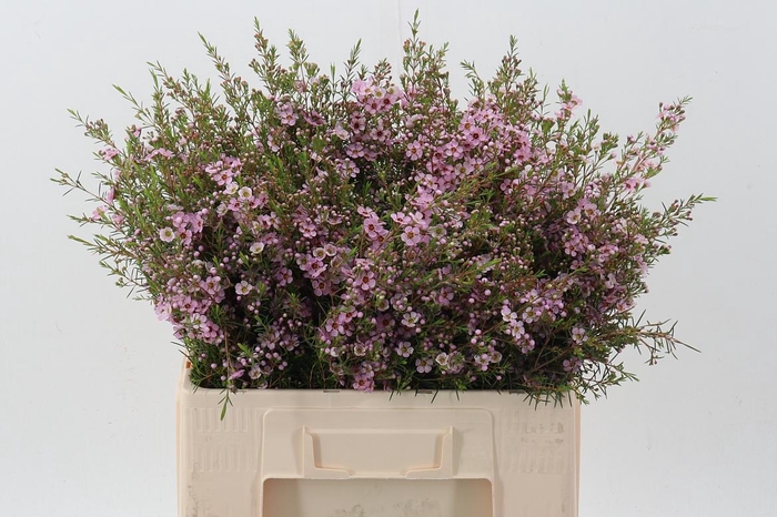 <h4>Cham Un Pink Shine</h4>