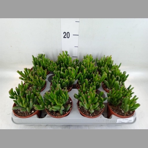 Crassula ovata 'Gollum'