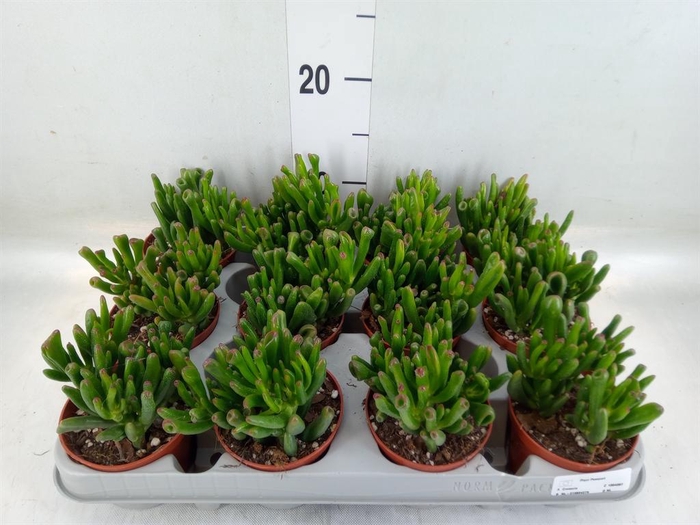 <h4>Crassula ovata 'Gollum'</h4>