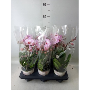 Phalaenopsis multi. 'Ant Antwerp'