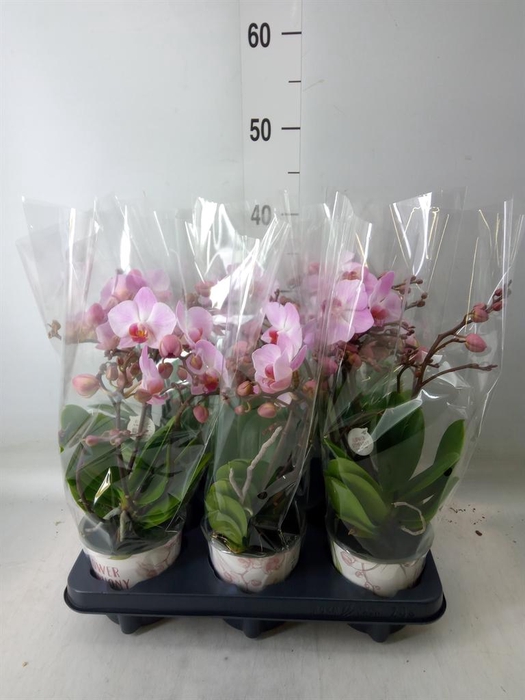 <h4>Phalaenopsis multi. 'Ant Antwerp'</h4>