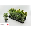Euonymus Jap Gem