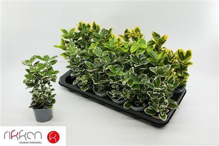 Euonymus Jap Gem