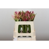 Nerine Mix