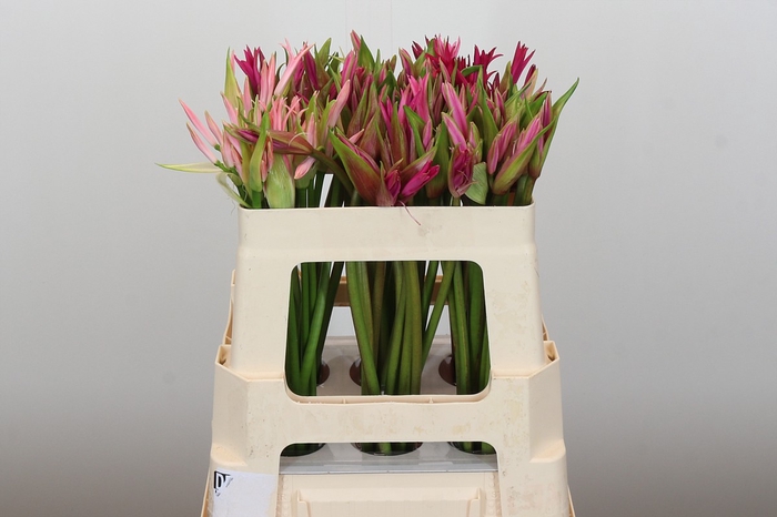 <h4>Nerine Mix</h4>