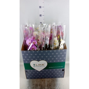 Phalaenopsis   ...mix