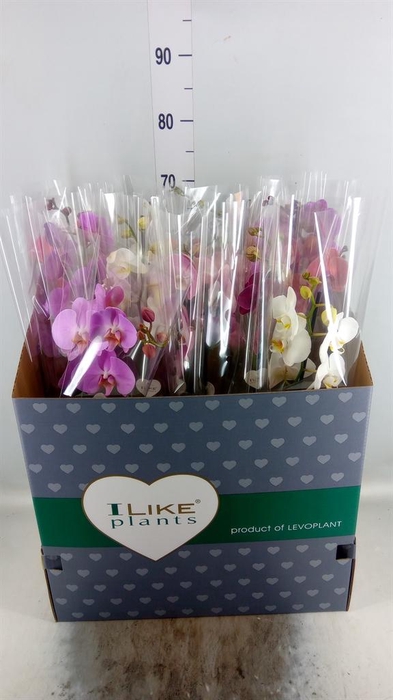 <h4>Phalaenopsis   ...mix</h4>