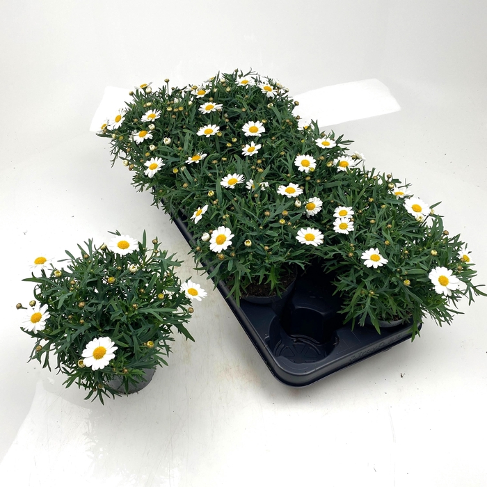 <h4>ARG MO DUPLO WHITE</h4>