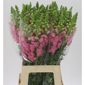 ANTIR POTOMAC PINK ANTIR POTO PINK