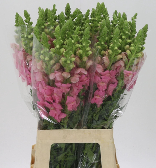 <h4>ANTIR POTOMAC PINK ANTIR POTO PINK</h4>