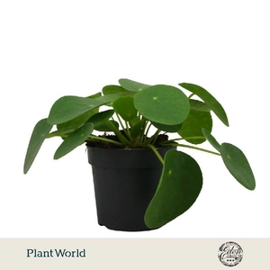 Pilea Peperomoides